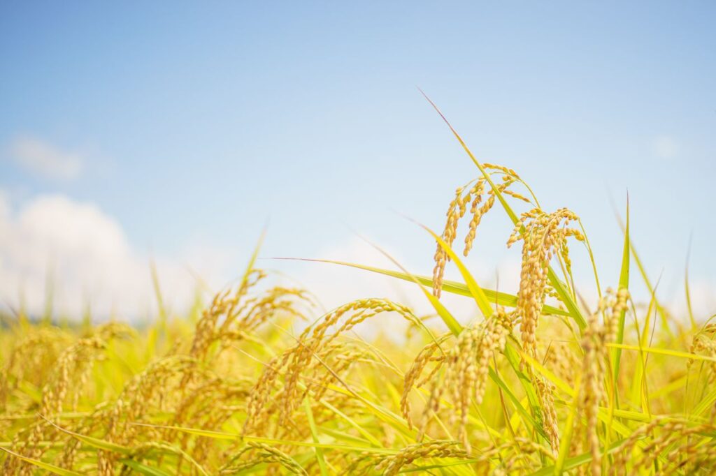Sunlit rice field in Azumino, Nagano Prefecture, Japan showcasing ripe crops under a clear blue sky.